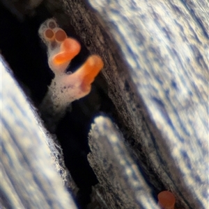 Dacrymyces sp. at Surf Beach, NSW - 29 Sep 2024 02:39 PM