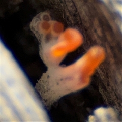 Dacrymyces sp. at Surf Beach, NSW - 29 Sep 2024 02:39 PM