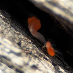 Dacrymyces sp. at Surf Beach, NSW - 29 Sep 2024 02:39 PM