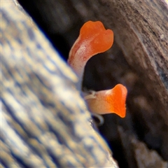 Dacrymyces sp. at Surf Beach, NSW - 29 Sep 2024