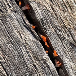 Dacrymyces sp. at Surf Beach, NSW - 29 Sep 2024 02:39 PM