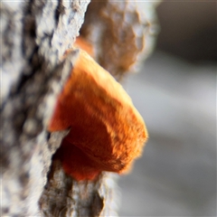 Trametes coccinea at Surf Beach, NSW - 29 Sep 2024 02:41 PM