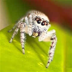 Opisthoncus sp. (genus) (Opisthoncus jumping spider) at Surf Beach, NSW - 29 Sep 2024 by Hejor1