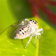 Opisthoncus sp. (genus) at Surf Beach, NSW - 29 Sep 2024