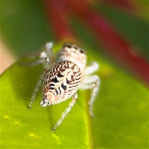 Opisthoncus sp. (genus) at Surf Beach, NSW - 29 Sep 2024