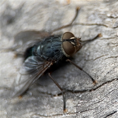 Calliphora sp. (genus) (Unidentified blowfly) at Surf Beach, NSW - 29 Sep 2024 by Hejor1