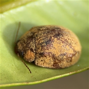 Trachymela sloanei at Surf Beach, NSW - 29 Sep 2024