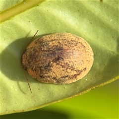 Trachymela sloanei at Surf Beach, NSW - 29 Sep 2024