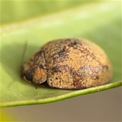 Trachymela sloanei at Surf Beach, NSW - 29 Sep 2024