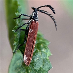 Lycidae (family) at Surf Beach, NSW - 29 Sep 2024 02:49 PM