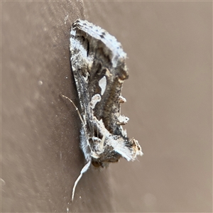 Chrysodeixis argentifera at Surf Beach, NSW - 29 Sep 2024