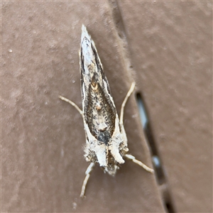 Chrysodeixis argentifera at Surf Beach, NSW - 29 Sep 2024