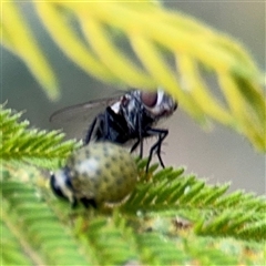 Dicranosterna immaculata at Surf Beach, NSW - 29 Sep 2024