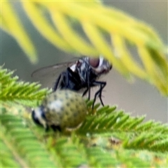 Dicranosterna immaculata at Surf Beach, NSW - 29 Sep 2024 03:00 PM