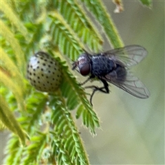 Calliphora sp. (genus) (Unidentified blowfly) at Surf Beach, NSW - 29 Sep 2024 by Hejor1