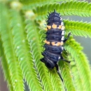 Coccinellidae (family) at Surf Beach, NSW - 29 Sep 2024 03:00 PM