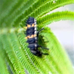 Coccinellidae (family) at Surf Beach, NSW - 29 Sep 2024 03:00 PM