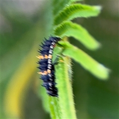 Coccinellidae (family) at Surf Beach, NSW - 29 Sep 2024 03:00 PM