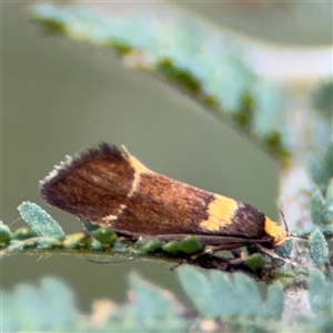 Eulechria basiplaga at Surf Beach, NSW - 29 Sep 2024 03:02 PM