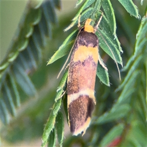 Eulechria basiplaga at Surf Beach, NSW - 29 Sep 2024