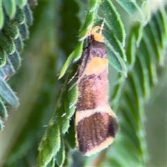 Eulechria basiplaga at Surf Beach, NSW - 29 Sep 2024