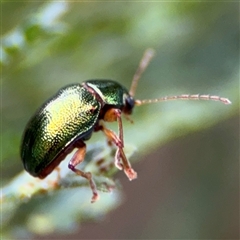 Edusella sp. (genus) (A leaf beetle) at Surf Beach, NSW - 29 Sep 2024 by Hejor1