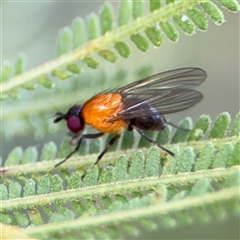 Sapromyza sp. (genus) (A lauxaniid fly) at Surf Beach, NSW - 29 Sep 2024 by Hejor1