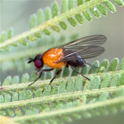 Sapromyza sp. (genus) (A lauxaniid fly) at Surf Beach, NSW - 29 Sep 2024 by Hejor1