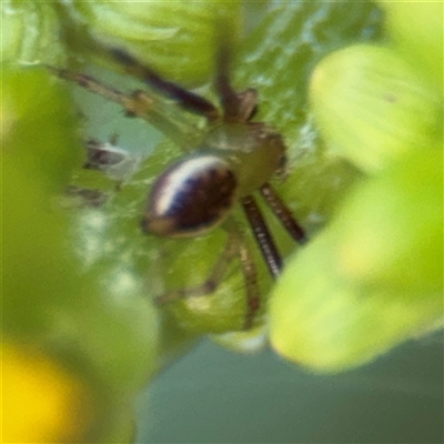 Australomisidia pilula (Lozenge-shaped Flower Spider) at Surf Beach, NSW - 29 Sep 2024 by Hejor1