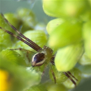 Australomisidia pilula at Surf Beach, NSW - 29 Sep 2024 03:07 PM