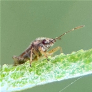 Nysius sp. (genus) at Surf Beach, NSW - 29 Sep 2024