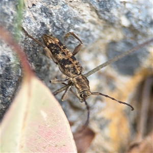 Pempsamacra dispersa at Surf Beach, NSW - 29 Sep 2024 03:12 PM