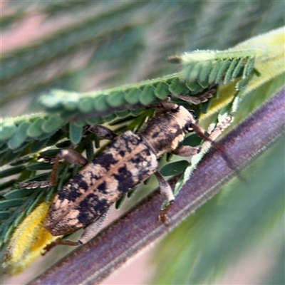 Pempsamacra dispersa (Longhorn beetle) at Surf Beach, NSW - 29 Sep 2024 by Hejor1