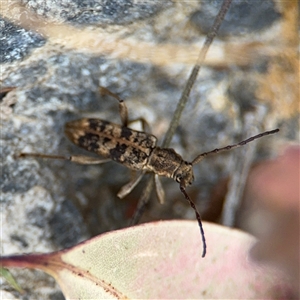 Pempsamacra dispersa at Surf Beach, NSW - 29 Sep 2024