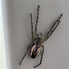 Plebs bradleyi (Enamelled spider) at Surf Beach, NSW - 29 Sep 2024 by Hejor1
