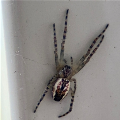 Plebs bradleyi (Enamelled spider) at Surf Beach, NSW - 29 Sep 2024 by Hejor1