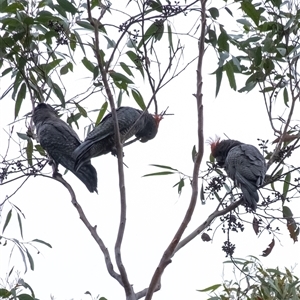 Callocephalon fimbriatum at Penrose, NSW - suppressed