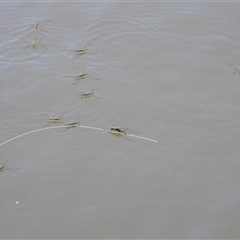 Tenagogerris euphrosyne (Water Strider) at Uriarra Village, ACT - 29 Sep 2024 by LinePerrins