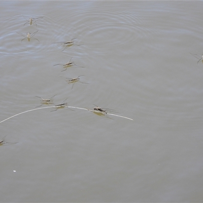 Tenagogerris euphrosyne (Water Strider) at Uriarra Village, ACT - 29 Sep 2024 by LinePerrins