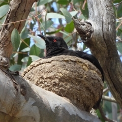 Corcorax melanorhamphos (White-winged Chough) at Uriarra Village, ACT - 29 Sep 2024 by LineMarie