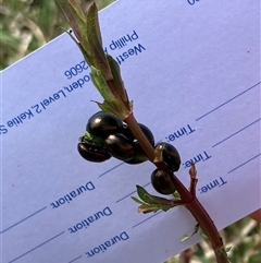 Chrysolina quadrigemina at Lyons, ACT - 29 Sep 2024