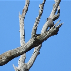 Artamus cyanopterus cyanopterus (Dusky Woodswallow) at Uriarra Village, ACT - 29 Sep 2024 by LinePerrins