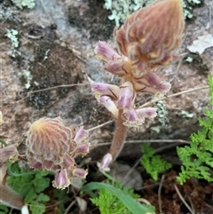 Orobanche minor (Broomrape) at Mundarlo, NSW - 29 Sep 2024 by Tullymorgan1