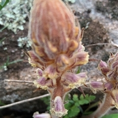 Orobanche minor at Mundarlo, NSW - 29 Sep 2024 05:53 PM