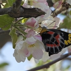 Delias harpalyce (Imperial Jezebel) at Uriarra Village, ACT - 29 Sep 2024 by LineMarie
