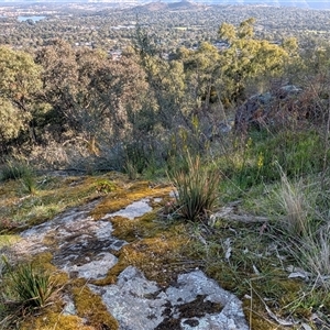 Bulbine glauca at Kambah, ACT - 27 Sep 2024