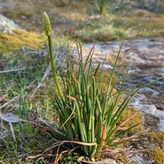 Bulbine glauca at Kambah, ACT - 27 Sep 2024