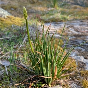 Bulbine glauca at Kambah, ACT - 27 Sep 2024