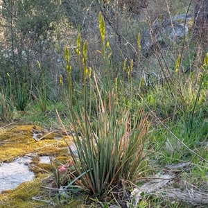 Bulbine glauca at Kambah, ACT - 27 Sep 2024