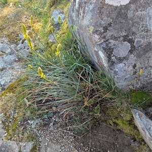 Bulbine glauca at Kambah, ACT - 27 Sep 2024